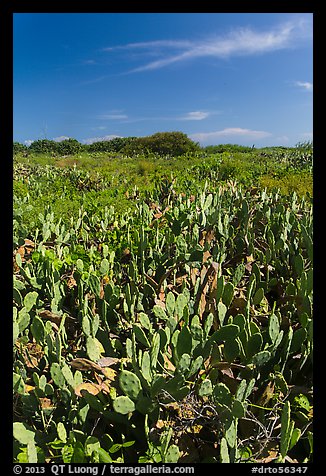 Cactus and geiger trees, Loggerhead Key. Dry Tortugas National Park, Florida, USA.