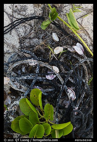 Marine ropes and mussels, Loggerhead Key. Dry Tortugas National Park (color)