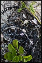 Marine ropes and mussels, Loggerhead Key. Dry Tortugas National Park ( color)