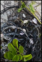 Marine ropes and mussels, Loggerhead Key. Dry Tortugas National Park, Florida, USA. (color)