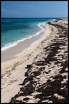 Beached seagrass and shoreline, Loggerhead Key. Dry Tortugas National Park, Florida, USA. (color)