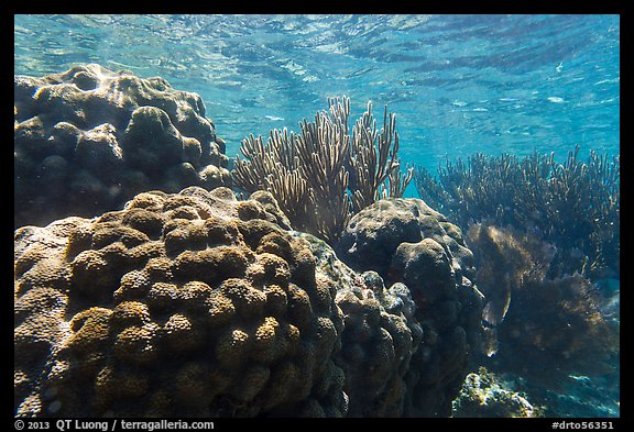 Coral in shallow reef, Little Africa, Loggerhead Key. Dry Tortugas National Park, Florida, USA.