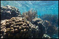 Coral in shallow reef, Little Africa, Loggerhead Key. Dry Tortugas National Park, Florida, USA.