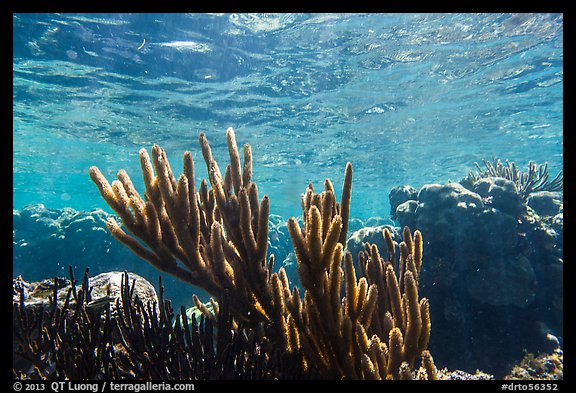 Soft coral, Little Africa, Loggerhead Key. Dry Tortugas National Park (color)