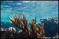 Soft coral, Little Africa, Loggerhead Key. Dry Tortugas National Park, Florida, USA.