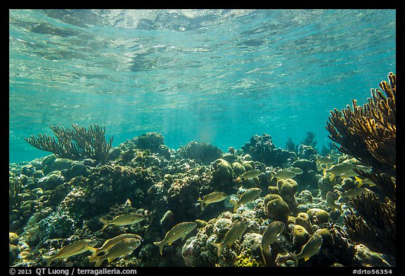 Fish and coral reef, Little Africa, Loggerhead Key. Dry Tortugas National Park, Florida, USA.