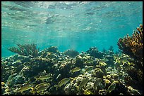 Fish and coral reef, Little Africa, Loggerhead Key. Dry Tortugas National Park, Florida, USA. (color)