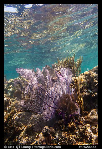 Fan coral, Little Africa, Loggerhead Key. Dry Tortugas National Park (color)