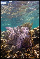 Fan coral, Little Africa, Loggerhead Key. Dry Tortugas National Park, Florida, USA. (color)