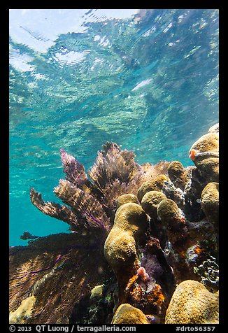 Brain and fan corals, Little Africa, Loggerhead Key. Dry Tortugas National Park, Florida, USA.