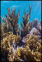 Corals, Little Africa, Loggerhead Key. Dry Tortugas National Park ( color)