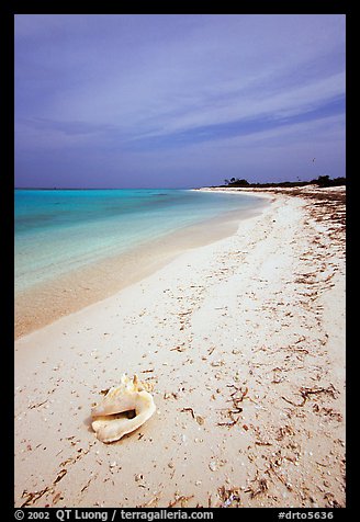 Conch shell and sandy beach on Bush Key. Dry Tortugas National Park, Florida, USA.