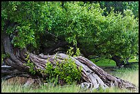 Ancient buttonwood trees inside Fort Jefferson. Dry Tortugas National Park ( color)