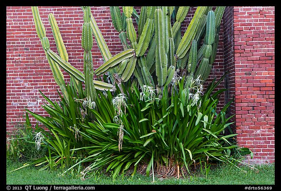 Cactus and brick walls. Dry Tortugas National Park (color)