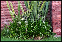 Cactus and brick walls. Dry Tortugas National Park ( color)