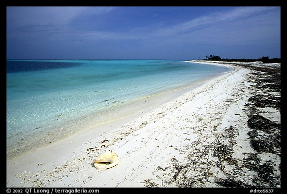 Conch shell and beach on Bush Key. Dry Tortugas  National Park, Florida, USA.