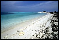 Conch shell and beach on Bush Key. Dry Tortugas  National Park, Florida, USA.