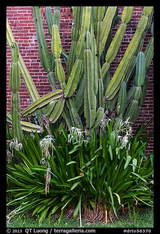 Cactus and brick walls. Dry Tortugas National Park (color)