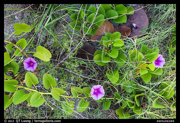 Ground view with flowers and fallen leaves, Garden Key. Dry Tortugas National Park, Florida, USA.