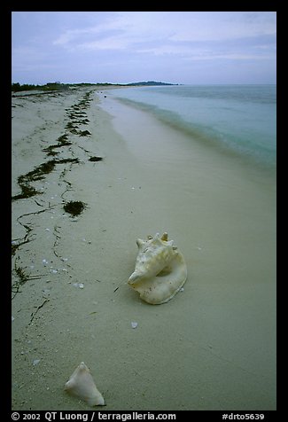 Conch shell and sand beach on Bush Key. Dry Tortugas National Park, Florida, USA.