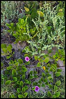 Ground vegetation, Garden Key. Dry Tortugas National Park, Florida, USA. (color)