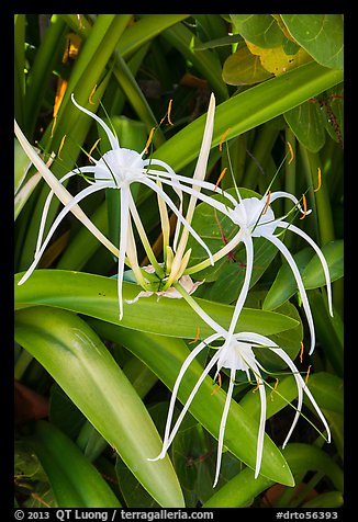 Close-up of flowers, Garden Key. Dry Tortugas National Park (color)