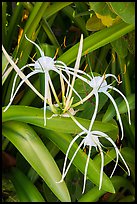 Close-up of flowers, Garden Key. Dry Tortugas National Park, Florida, USA. (color)