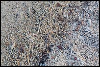 Close-up view of beach, Garden Key. Dry Tortugas National Park, Florida, USA. (color)