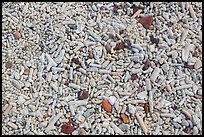 Coral and brick pieces on beach, Garden Key. Dry Tortugas National Park, Florida, USA. (color)