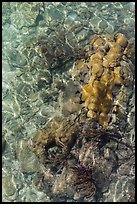 Coral underwater seen from above, Garden Key. Dry Tortugas National Park, Florida, USA.