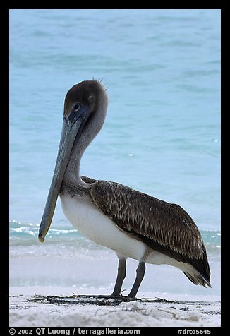 Pelican, Garden Key. Dry Tortugas National Park (color)