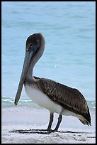 Pelican, Garden Key. Dry Tortugas National Park ( color)