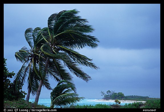 Palm trees windblown on a stormy day. Dry Tortugas National Park, Florida, USA.