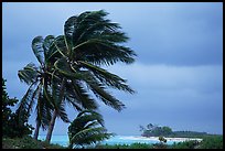 Palm trees windblown on a stormy day. Dry Tortugas National Park, Florida, USA.