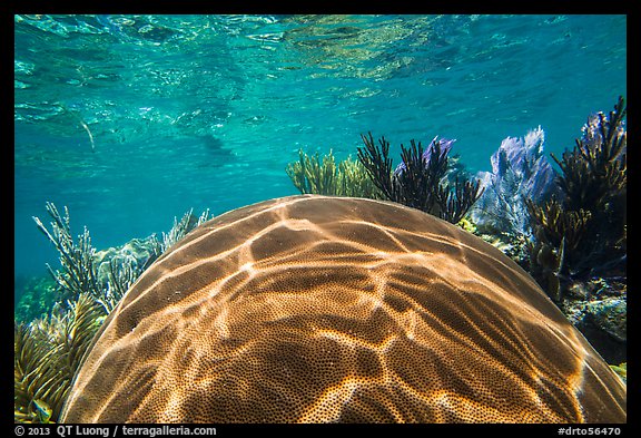Large brain coral, Little Africa reef. Dry Tortugas National Park, Florida, USA.