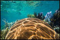 Large brain coral, Little Africa reef. Dry Tortugas National Park, Florida, USA.