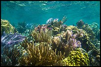 Variety of colorful corals, Little Africa reef. Dry Tortugas National Park, Florida, USA. (color)