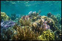 Variety of colorful corals, Little Africa reef. Dry Tortugas National Park, Florida, USA.