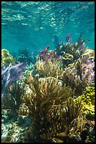 Dense colorful corals, Little Africa reef. Dry Tortugas National Park, Florida, USA.