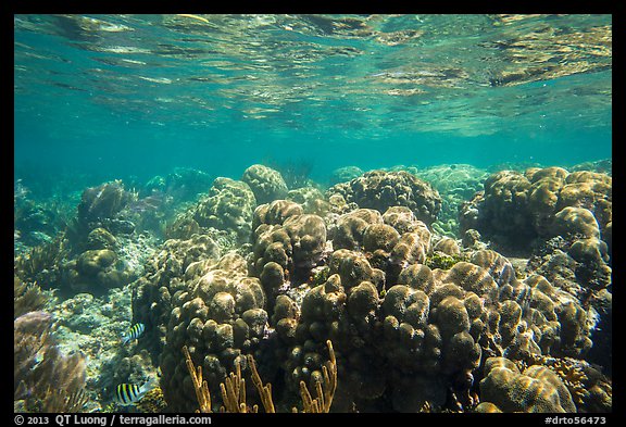 Coral reef, Little Africa, Loggerhead Key. Dry Tortugas National Park (color)