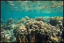 Coral reef, Little Africa, Loggerhead Key. Dry Tortugas National Park, Florida, USA.