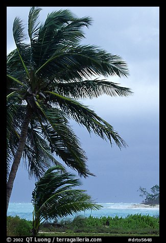 Wind in Palm trees. Dry Tortugas National Park (color)