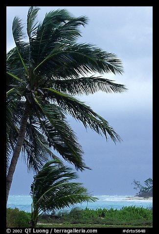 Wind in Palm trees. Dry Tortugas National Park, Florida, USA.