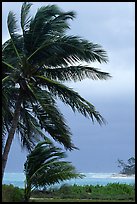 Wind in Palm trees. Dry Tortugas National Park, Florida, USA. (color)