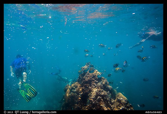 Snorklers, fish, and coral. Dry Tortugas National Park (color)