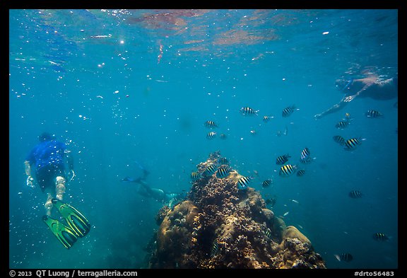 Snorklers, fish, and coral. Dry Tortugas National Park, Florida, USA.