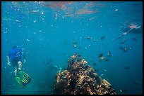 Snorklers, fish, and coral. Dry Tortugas National Park ( color)