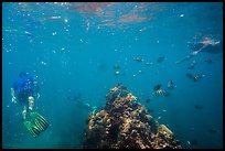 Snorklers, fish, and coral. Dry Tortugas National Park, Florida, USA. (color)