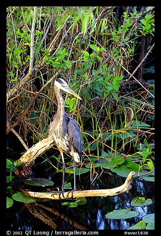 Great Blue Heron. Everglades National Park, Florida, USA.