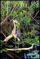 Great Blue Heron. Everglades National Park, Florida, USA.